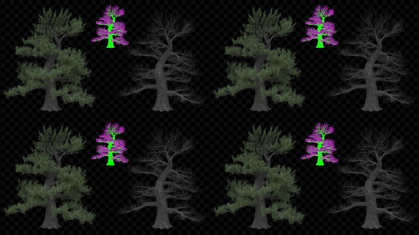 日本松树(循环动画)