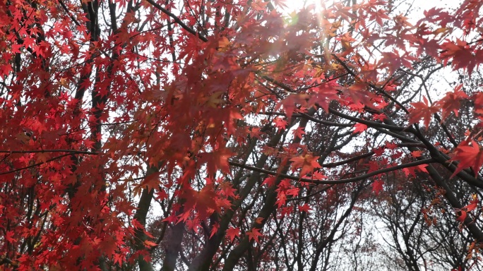 秋天枫叶