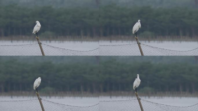 白鹭梳理羽毛