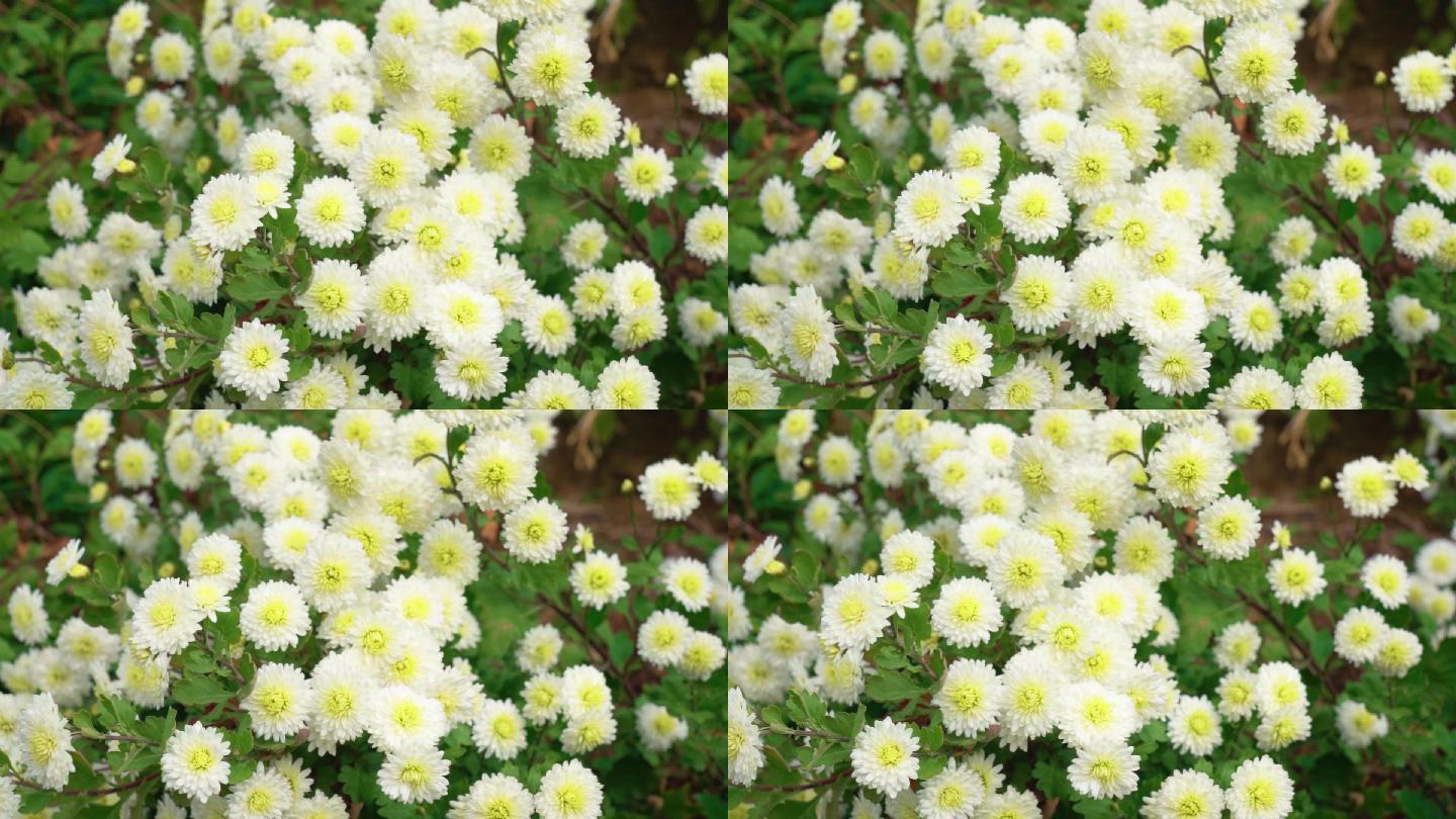 实拍4K黄山菊花贡菊原产地