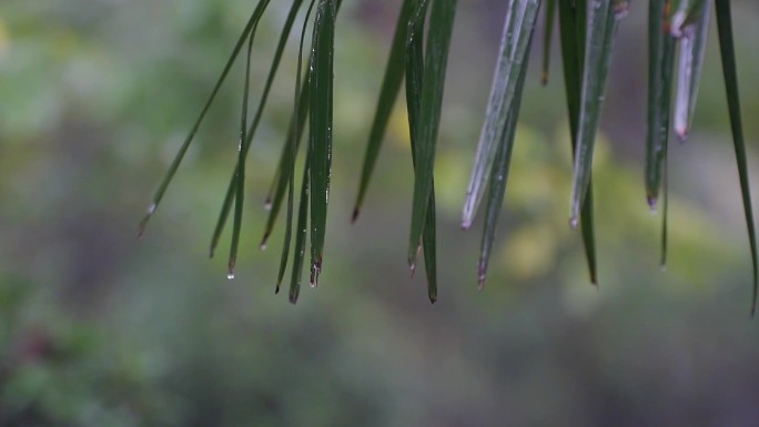 雨水水滴从棕榈树叶滑落