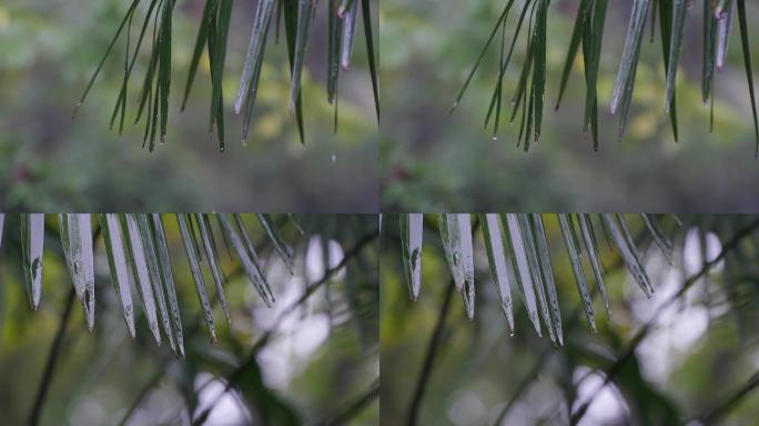 雨水水滴从棕榈树叶滑落