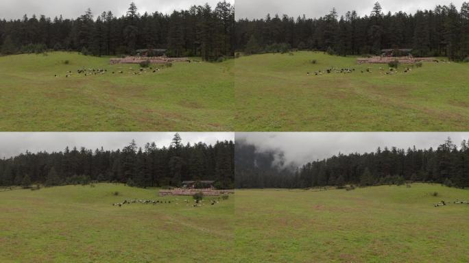 羊群 航拍 空镜头 风景 自然