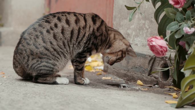 城市街头流浪猫在找食物4K