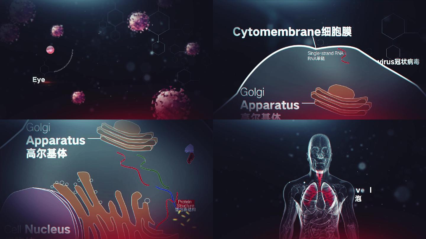 ae模板新冠病毒感染人体过程动画