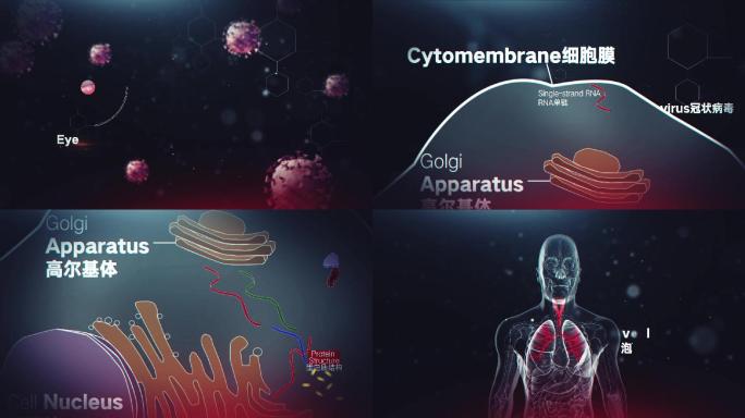 AE模板新冠病毒感染人体过程动画