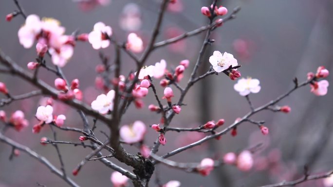 古村落 梅花 冬季