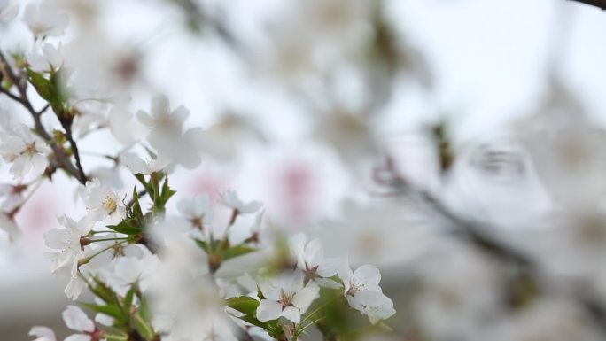 春天樱花体育场馆原素材