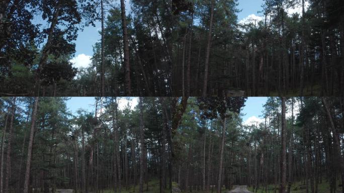森林 航拍 空镜头 风景 自然