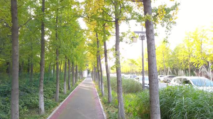 两排银杏树下健康步道