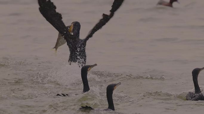鱼鹰的故事：深圳湾，鸬鹚们抢鱼的竞技场