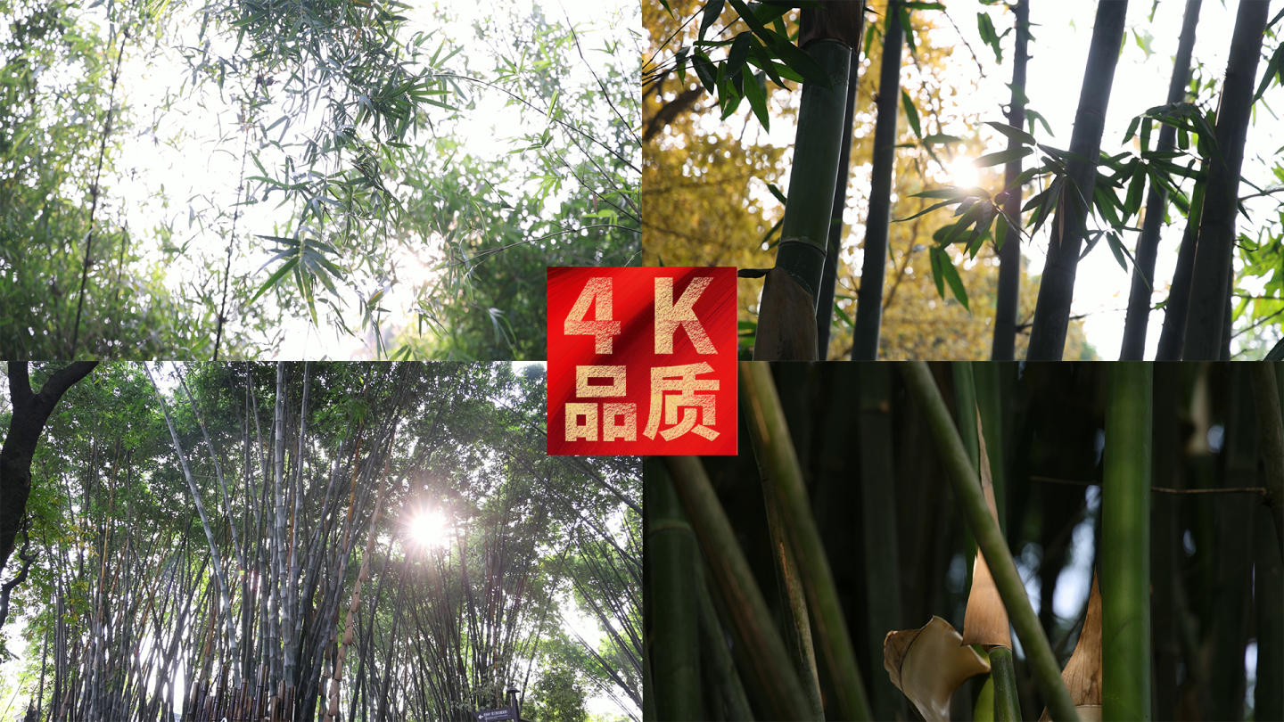 4k升格实拍阳光斑驳照耀竹海树叶缝隙透过
