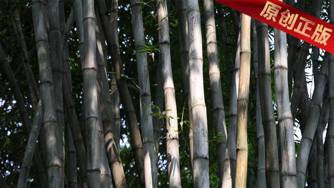 4k升格实拍阳光斑驳照耀竹海树叶缝隙透过