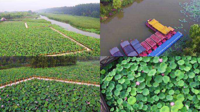 航拍枣庄台儿庄马兰湿地荷花公园