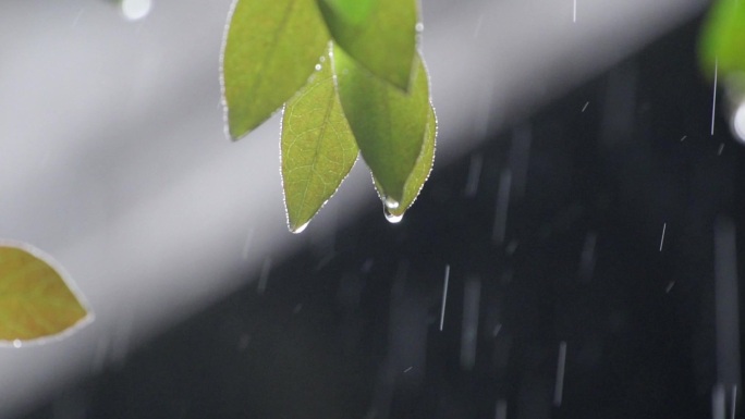 雨水滴落在树叶上-水滴滑落