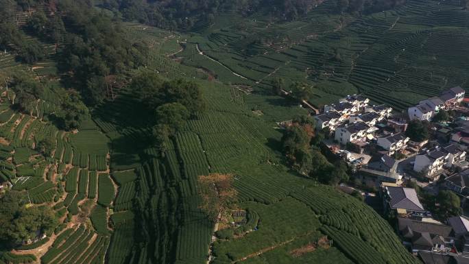 杭州龙坞山茶山茶叶采茶叶航拍广告茶叶