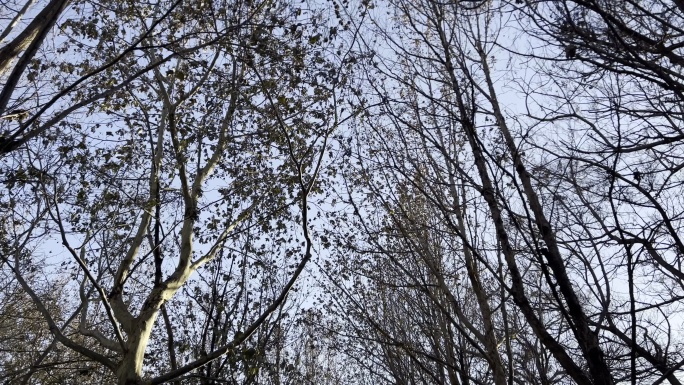 冬日缺失绿叶的树荫天空4K60FPS杜比