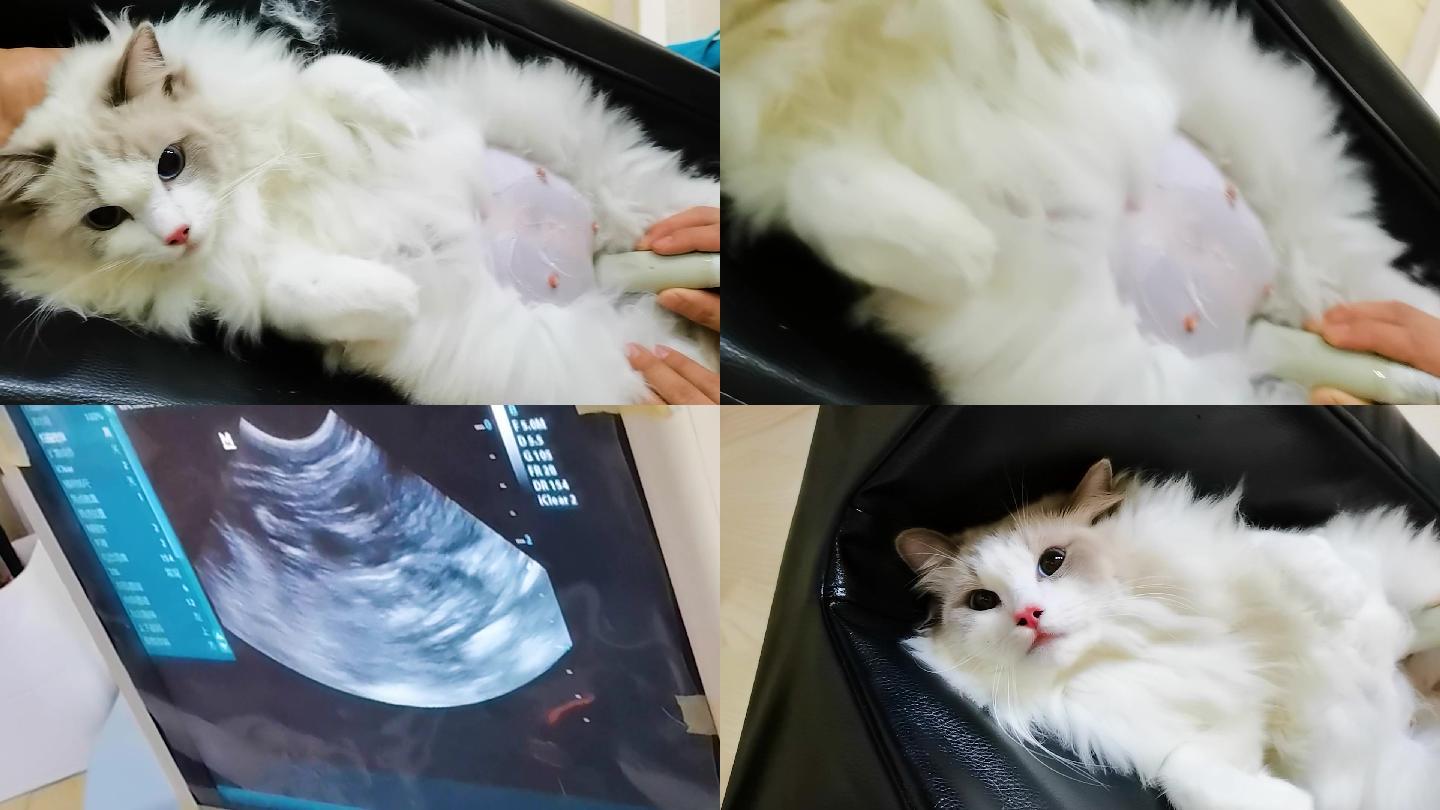 怀孕母猫B超产检