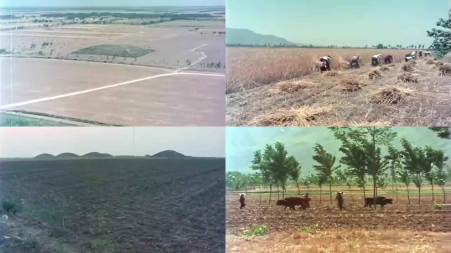 80年代陕西农村农业