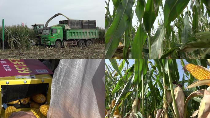农业农作物收割 玉米高产