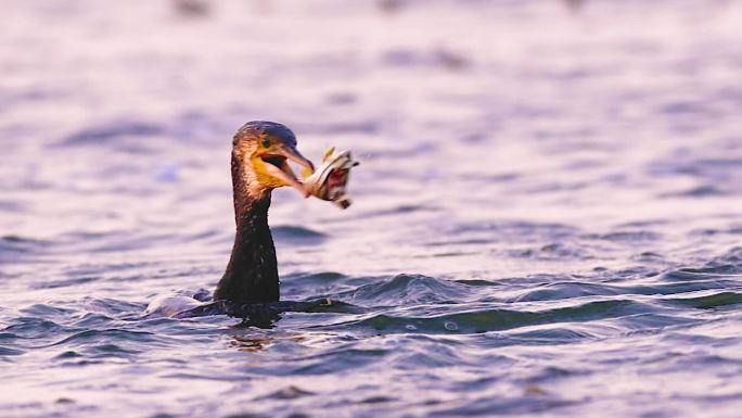 鱼鹰的故事：深圳湾，鸬鹚们的“海底捞”
