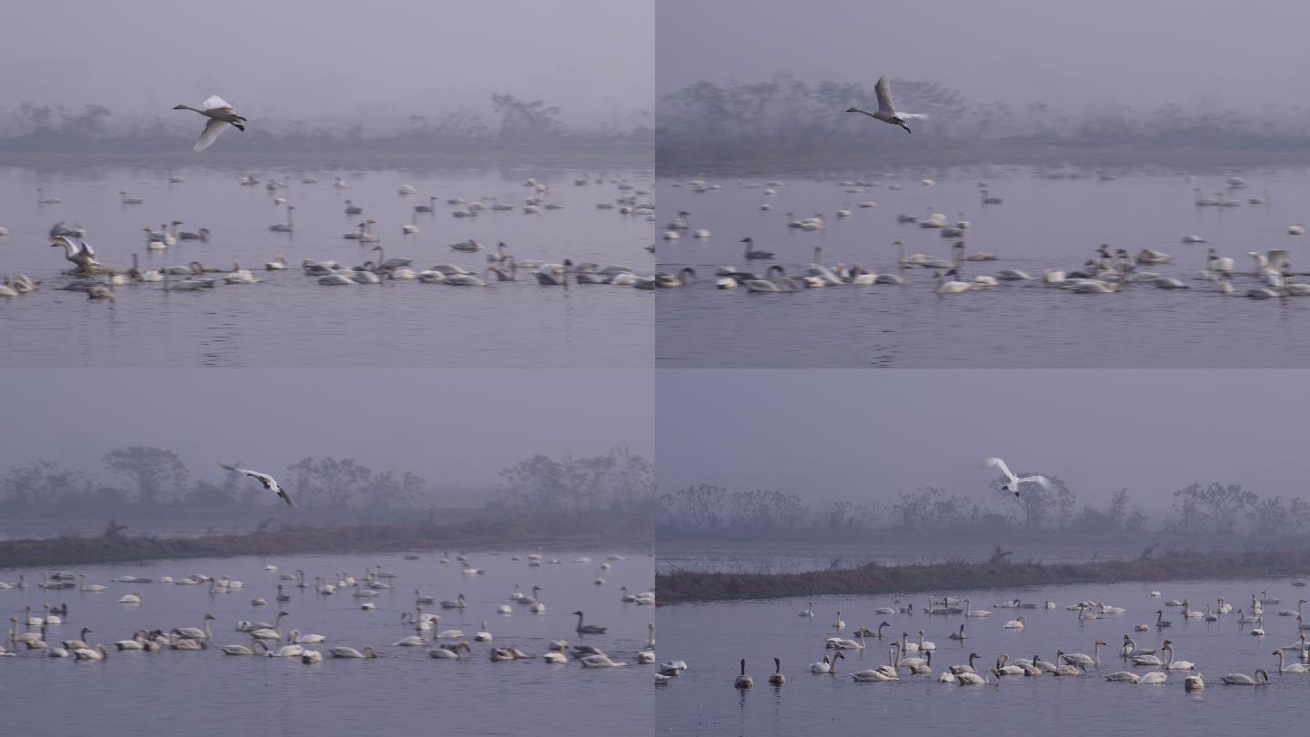 6K晨雾中天鹅飞过湖面