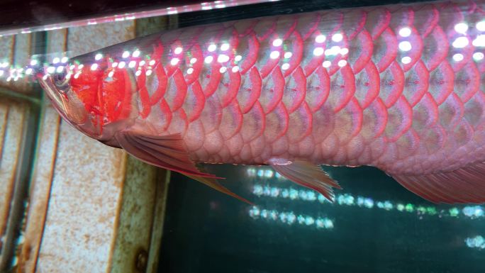热带红龙鱼