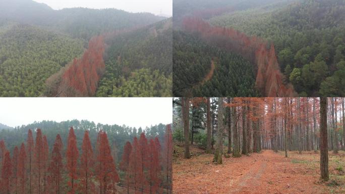 秋日风景，杉树，红杉树