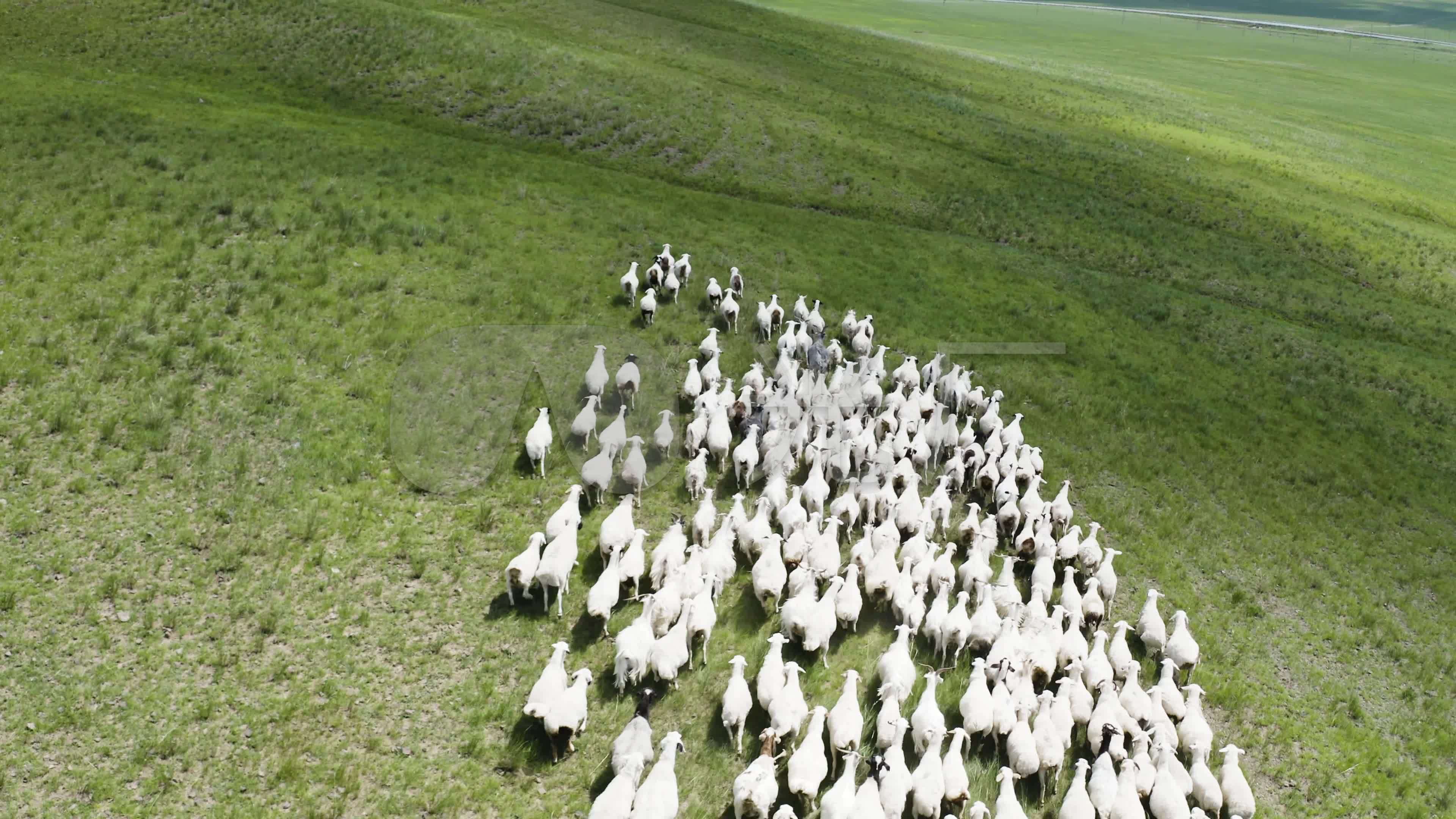 蒙古羊（内蒙古篇）图片浏览-蒙古羊（内蒙古篇）图片下载 - 酷吧图库