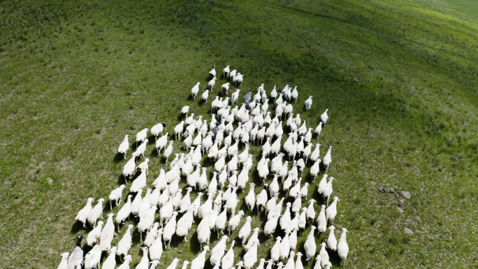内蒙古草原羊群绵羊山羊4K航拍