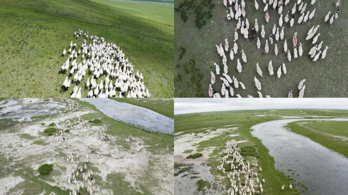 内蒙古草原羊群绵羊山羊4K航拍