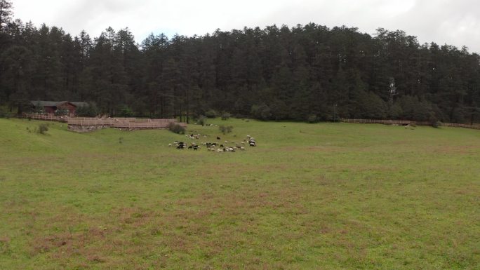 羊群 空镜头 航拍 草原 自然