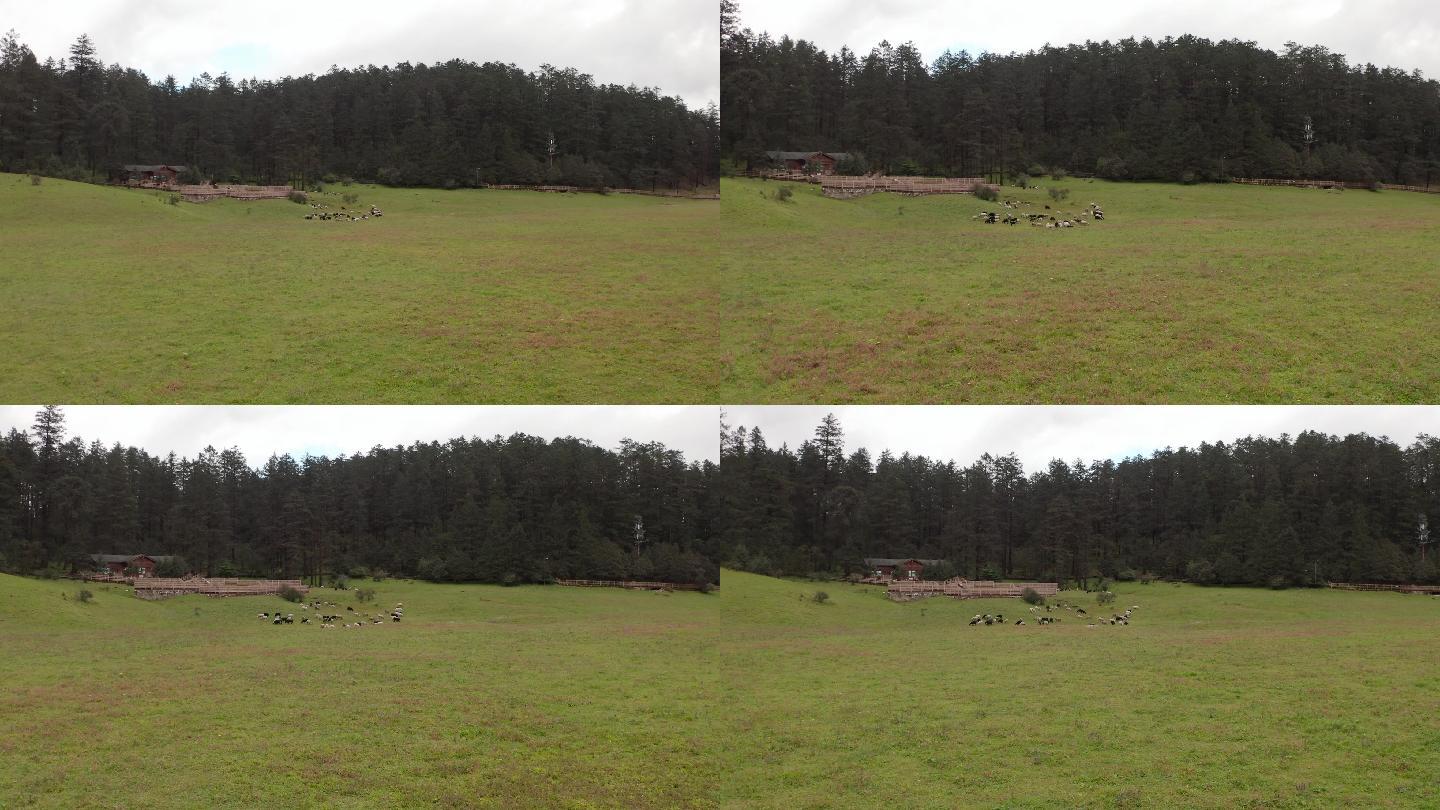 羊群 空镜头 航拍 草原 自然