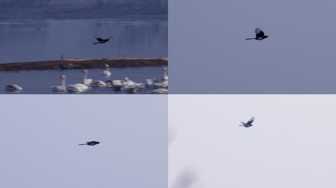 6K天鹅湖里的喜鹊飞走了