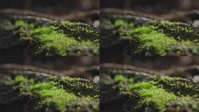 苔藓 航拍 空镜头 风景 自然