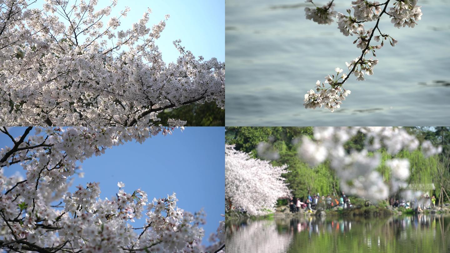 【4K可商用】原创西湖樱花空镜镜头