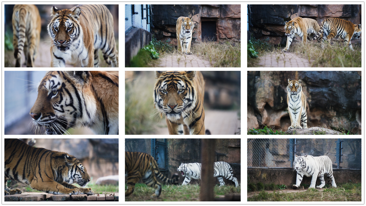 动物园各种老虎合集
