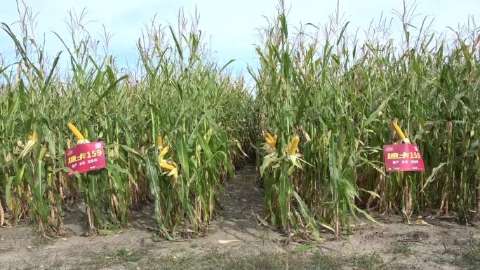 玉米庄稼地 收割 丰收的季节