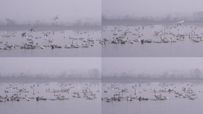 6K晨雾中天鹅降落到湖面05