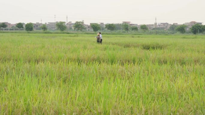 稻田里的农民