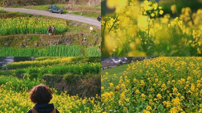 春天郊游赏花踏青春游团建建德胥岭村油菜花