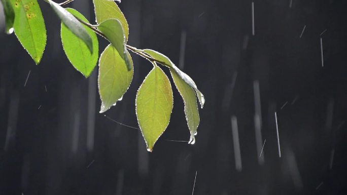 雨中的树叶-雨水滑过树叶