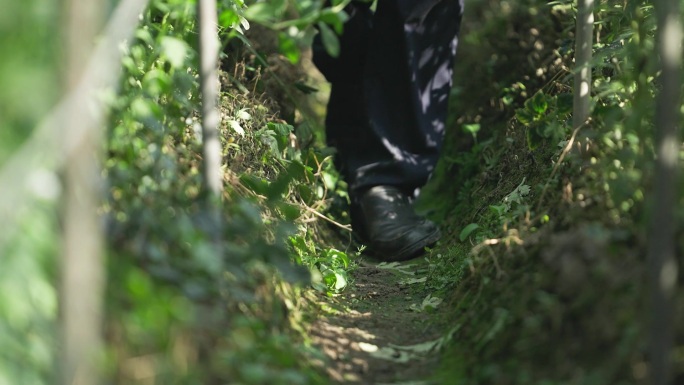 花卉种植 菊花 人工 花农 种植