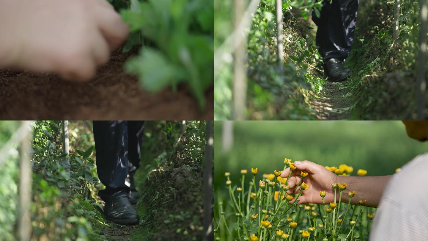 花卉种植 菊花 人工 花农 种植