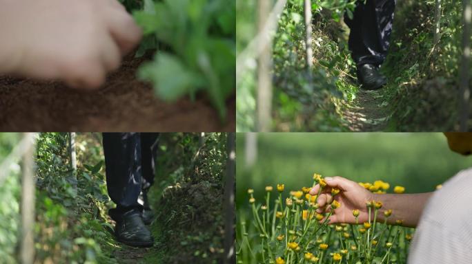 花卉种植 菊花 人工 花农 种植