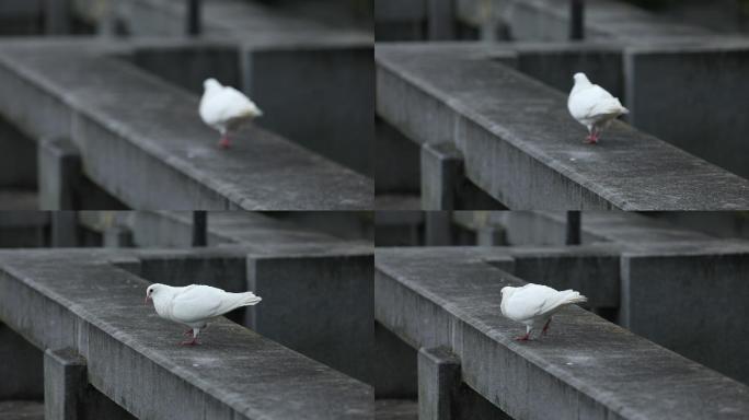 【实拍】成都易园园林博物馆