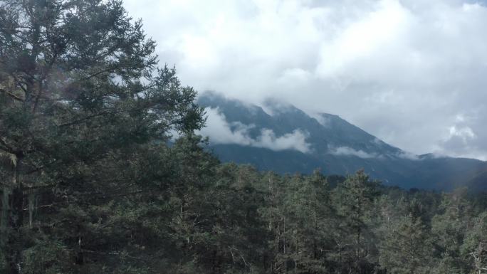 森林 航拍 空镜头 风景 自然