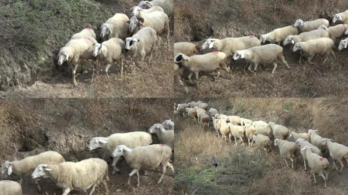 羊群乡村生活 放羊