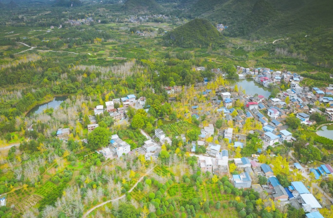 桂林海洋大气银杏航拍延时农村风景