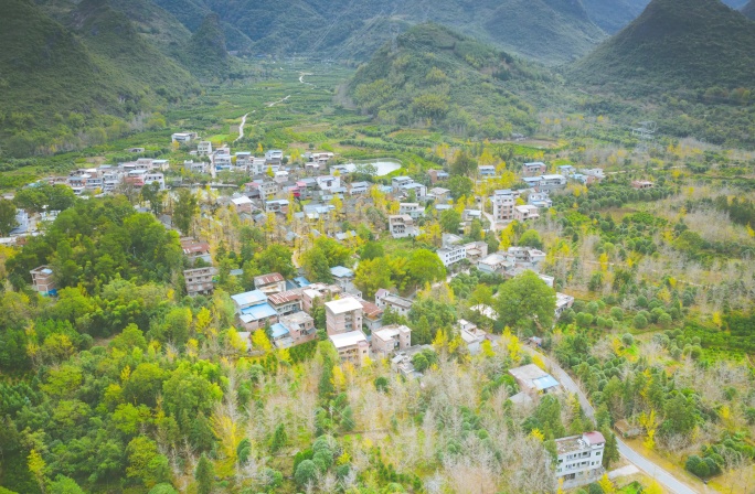 桂林海洋银杏航拍延时大塘边村农村风景